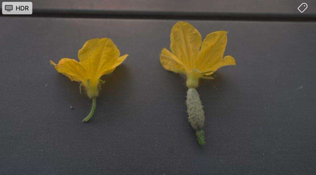 Hand pollinating cucumbers - Male and Female Flowers